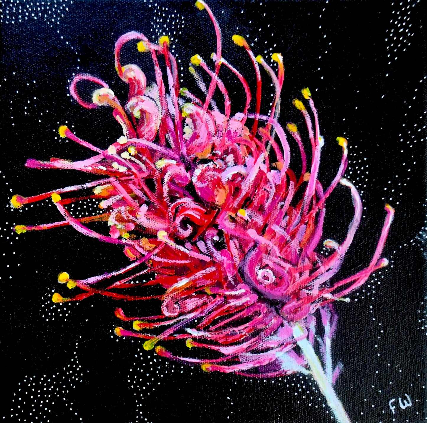 July Birth Flower - Grevillea