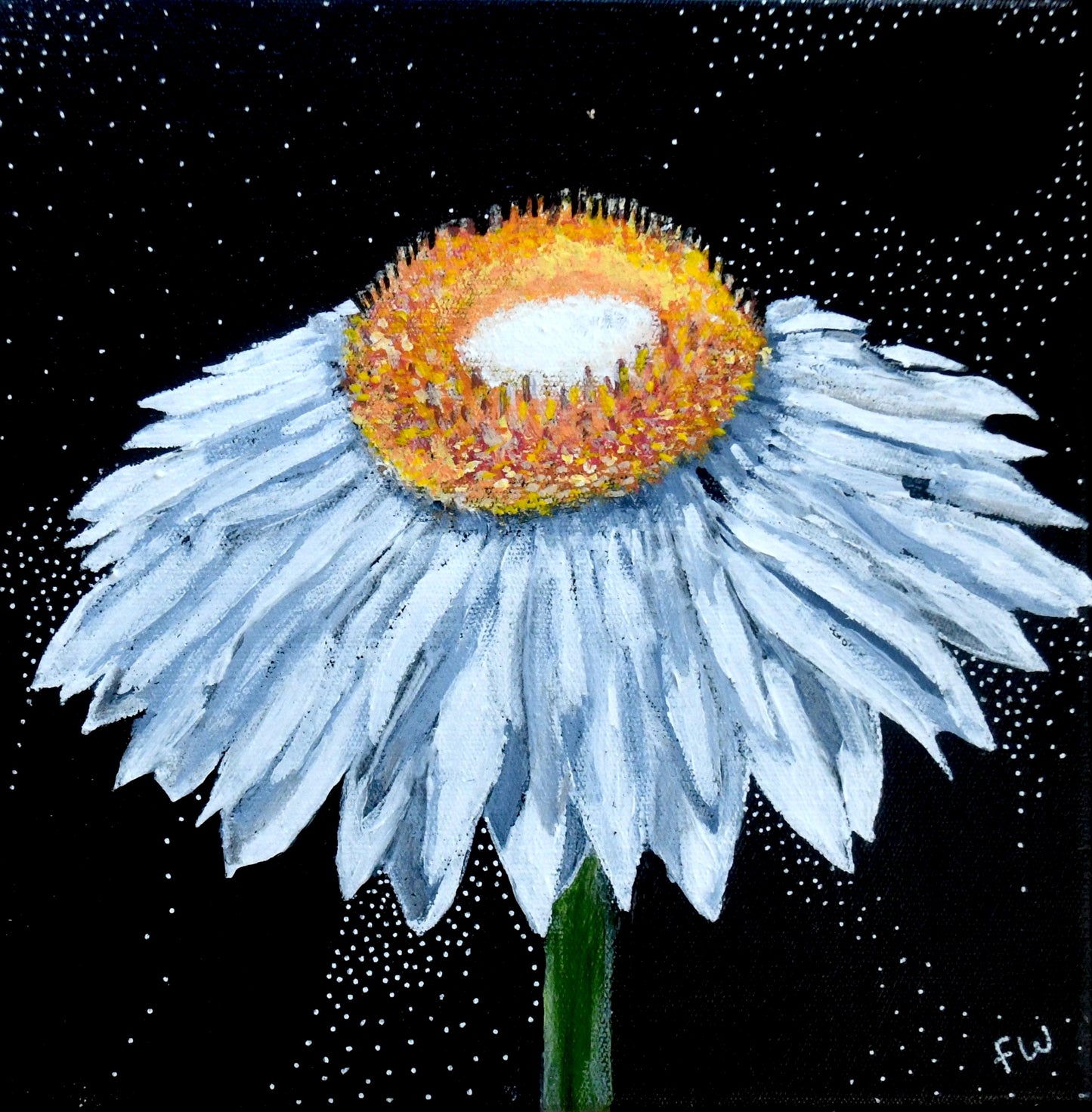 October Birth Flower - Everlasting Daisy