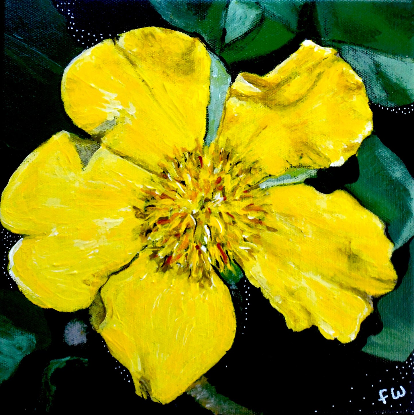 January Birth Flower - Hibbertia