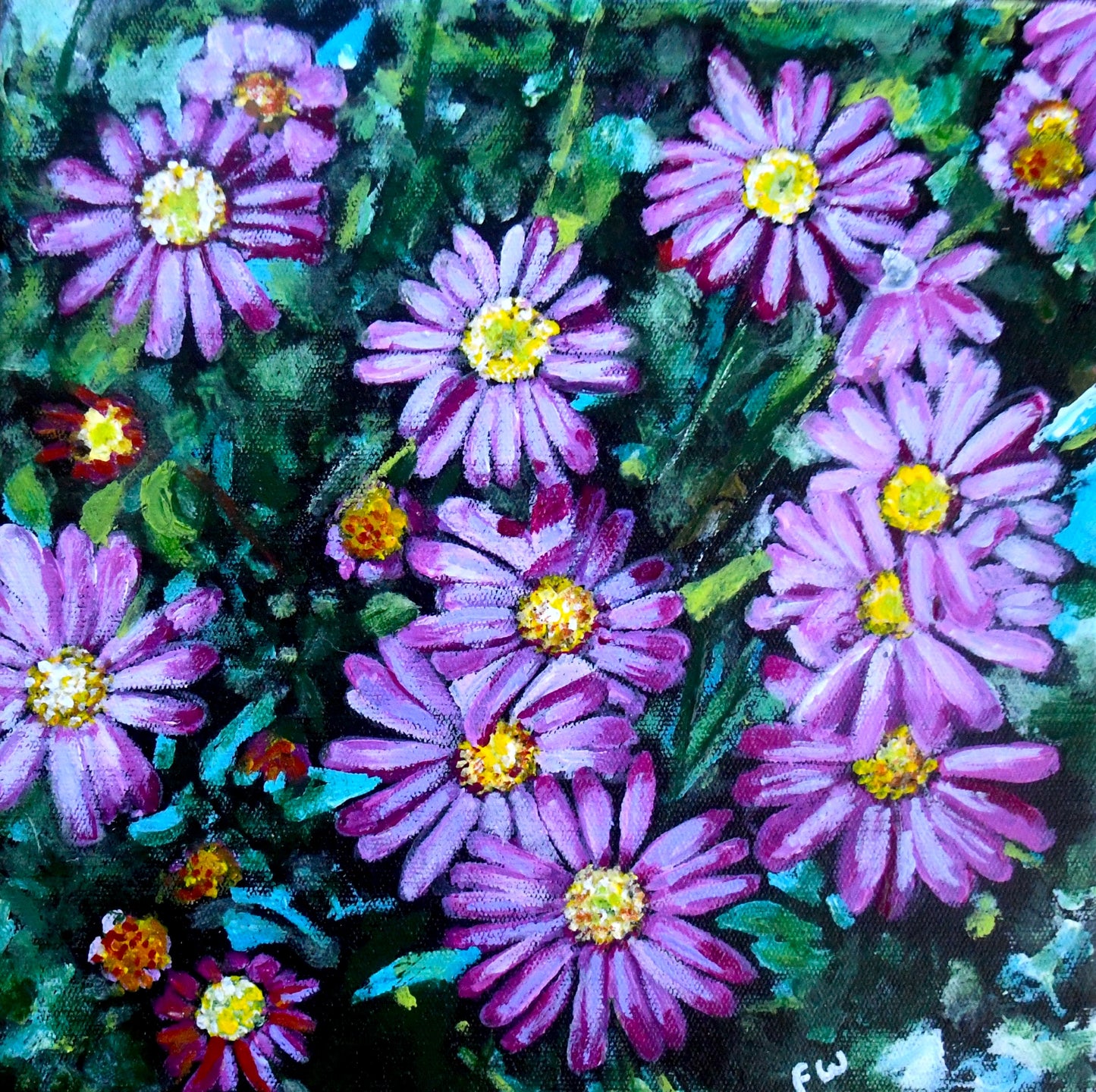 February Birth Flower - Swan River Daisy