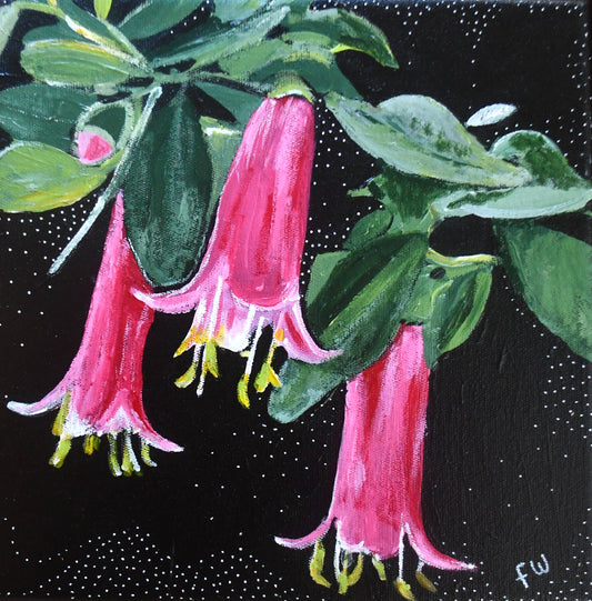 August Birth Flower - Correa