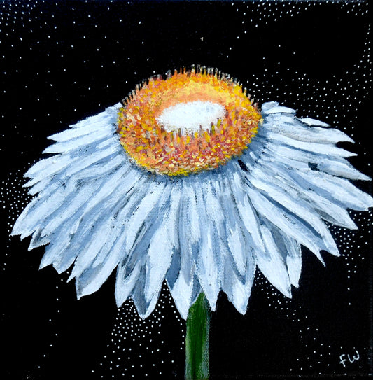 October Birth Flower - Everlasting Daisy