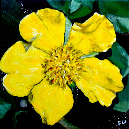 January Birth Flower - Hibbertia